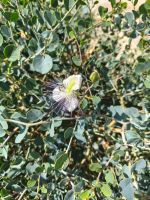 IMG-20250607-WA0003
