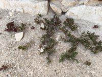 IMG-20250607-WA0006