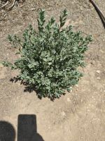 IMG-20250607-WA0007