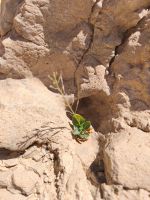IMG-20250607-WA0009